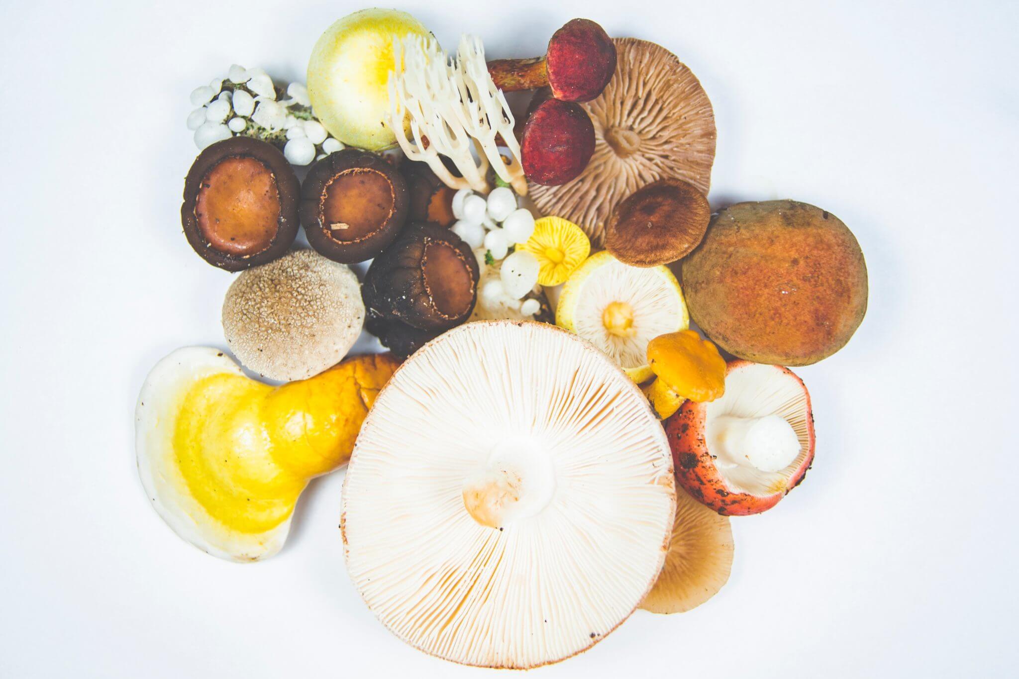 mushroom health benefits