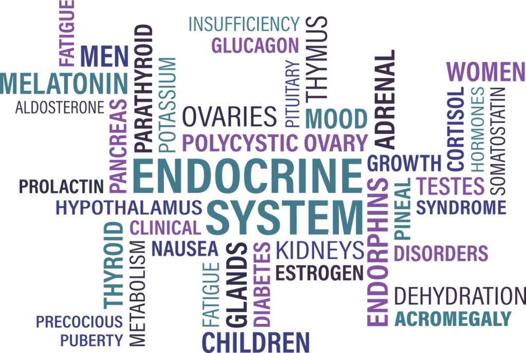 Endocrine Disruptors What They Are, Where They Are Hiding, and How You