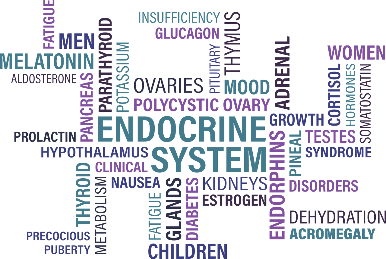 dangers of endocrine disruptors and how to avoid them