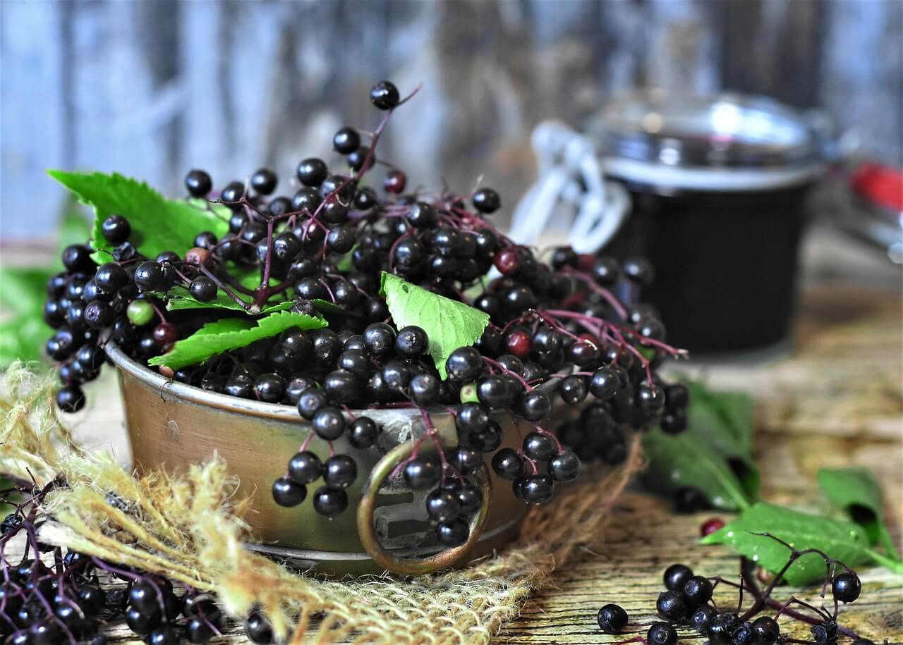 top health benefits of elderberry