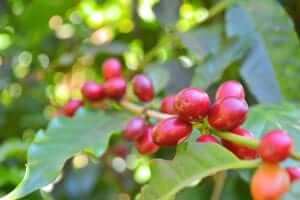 antioxidant rich foods- coffee cherry