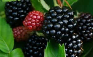 blackberries common antioxidant rich foods