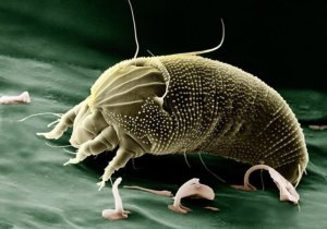 dust mites as indoor air pollutants
