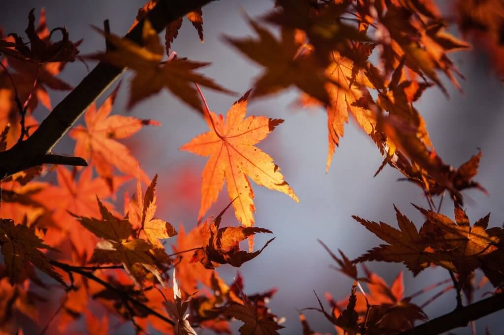 little-known-health-benefits-of-maple-trees-the-art-of-anti-aging