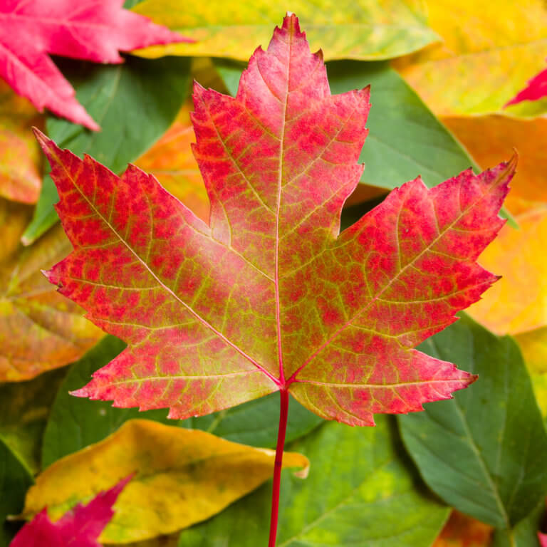 LittleKnown Health Benefits of Maple Trees The Art of AntiAging