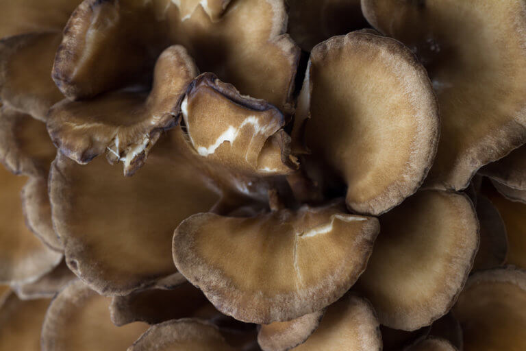 8 Powerful Benefits of Maitake Mushroom The Shroom King The Art of