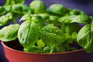 easy herbs to grow
