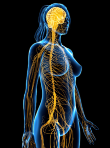 What is the vagus nerve?