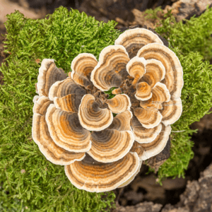 Turkey Tail Mushrooms