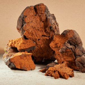 Chaga Mushrooms