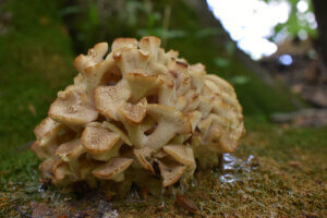 Zhu Ling Mushroom