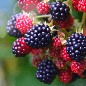 Berries for Liver Health