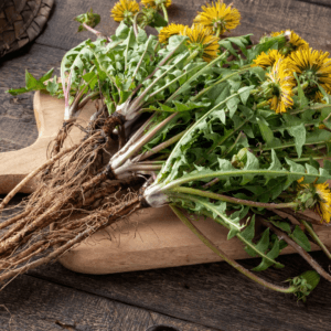 Dandelion Root for Liver Health