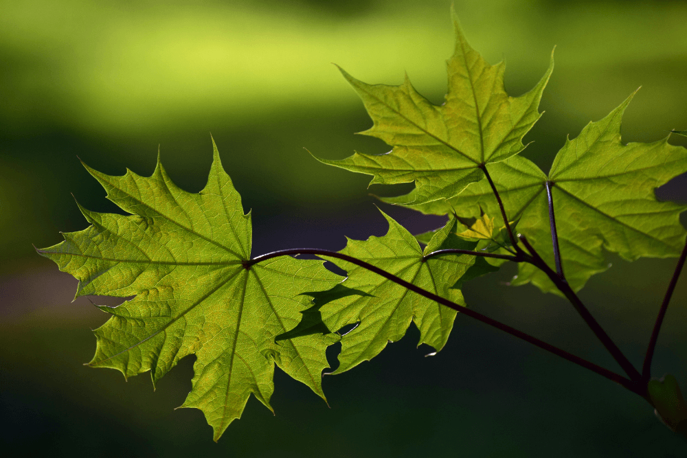 Maple Leaf Extract for Age Spots
