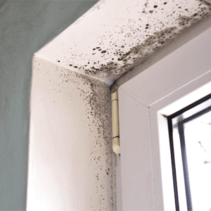 Where Does Mold Hide?