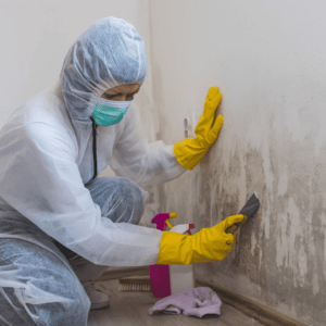 Professional Mold Cleaners