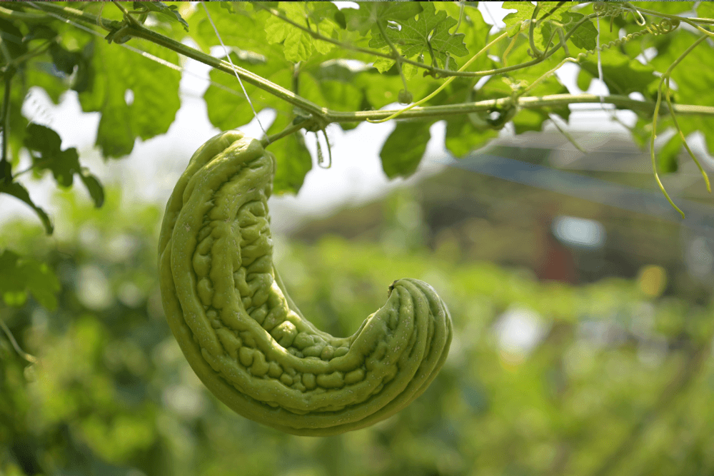 Bitter Melon