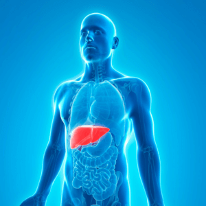 Liver Health 
