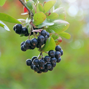 Chokeberries