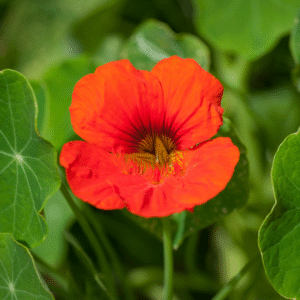 Nasturtiums