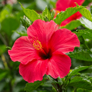 Hibiscus