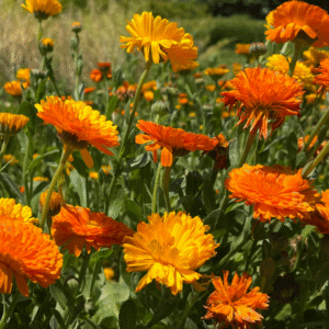 Calendula (Marigold)