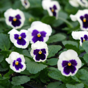 Violets & Pansies