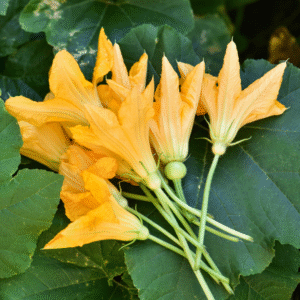 Squash Blossoms