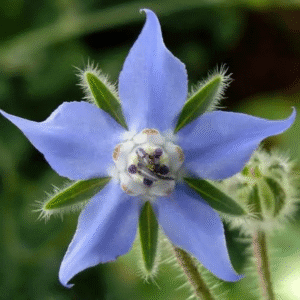 Borage