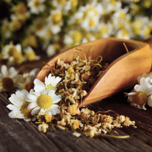 Chamomile