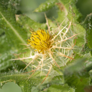 Blessed Thistle