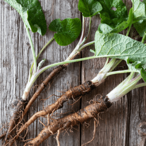 Burdock Root