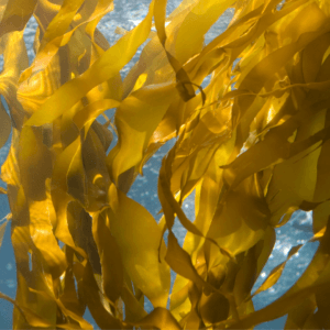 Kelp 