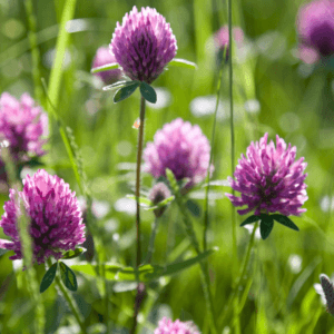 Red Clover