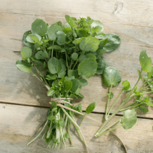 Watercress