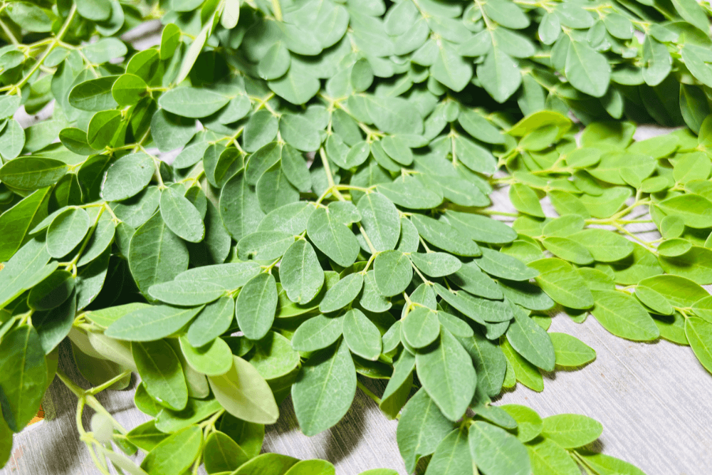 Moringa for Energy and Focus