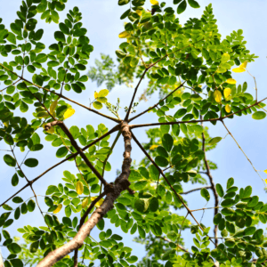 Moringa