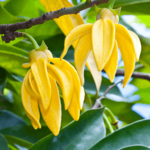 Ylang Ylang Essential Oil
