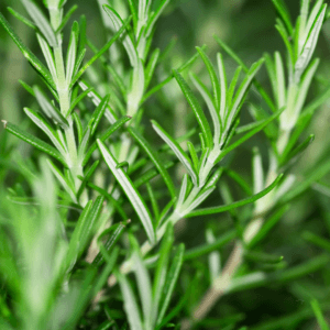 Rosemary Essential Oil