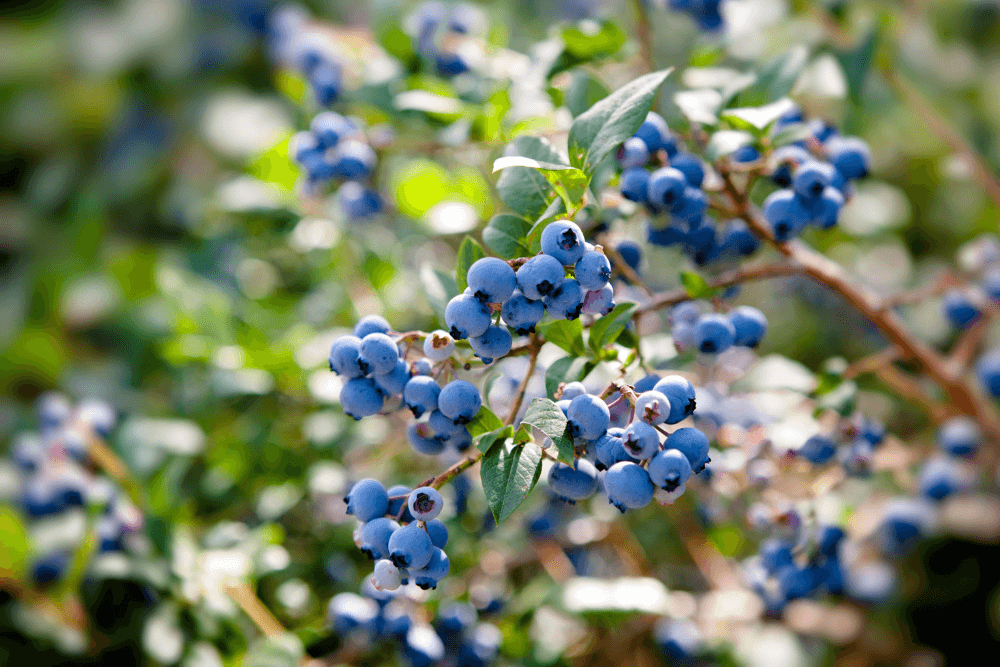 Nordic Wild Blueberries