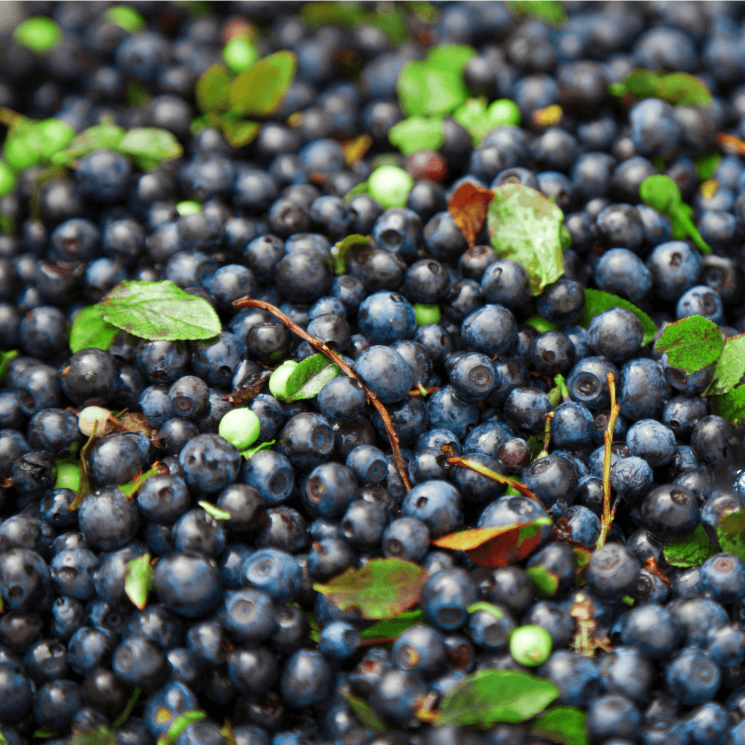 Wild bilberries