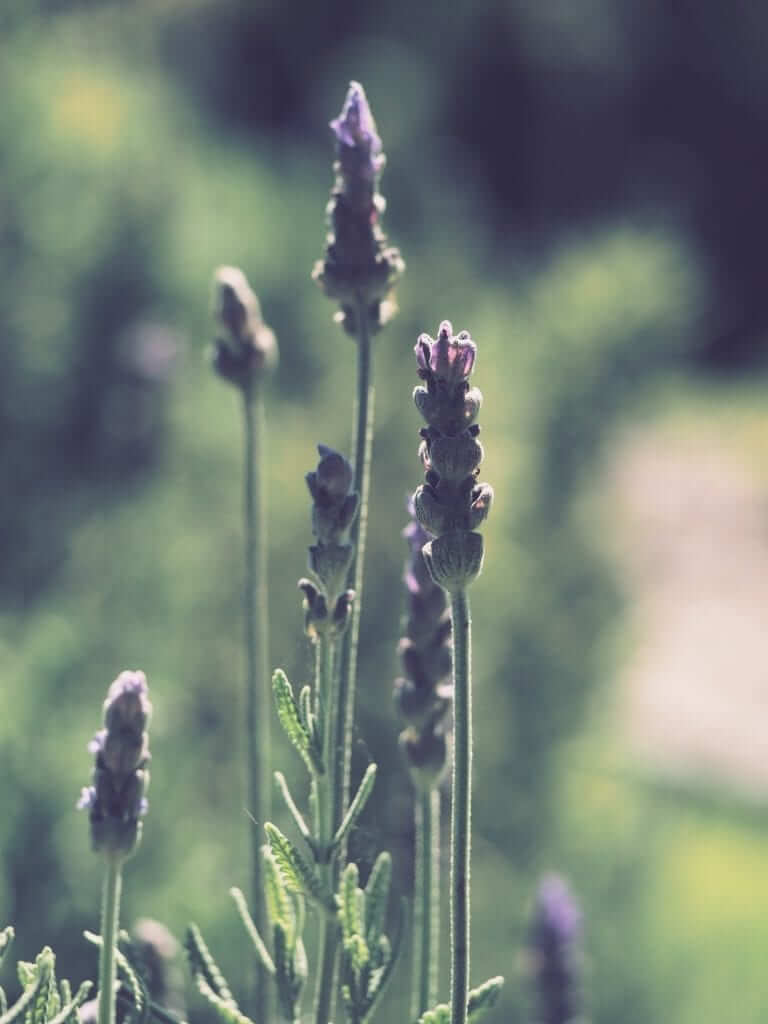 lavender natural relief for allergies