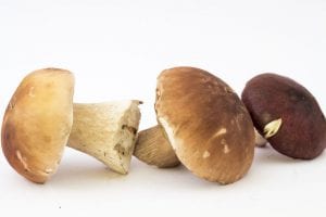 mushrooms anti-aging